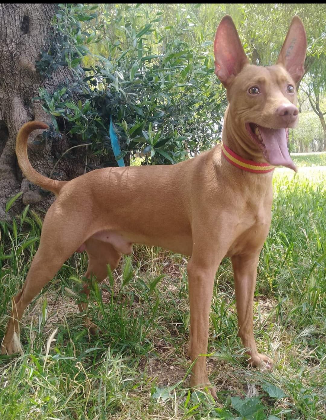 Podenco Andaluz